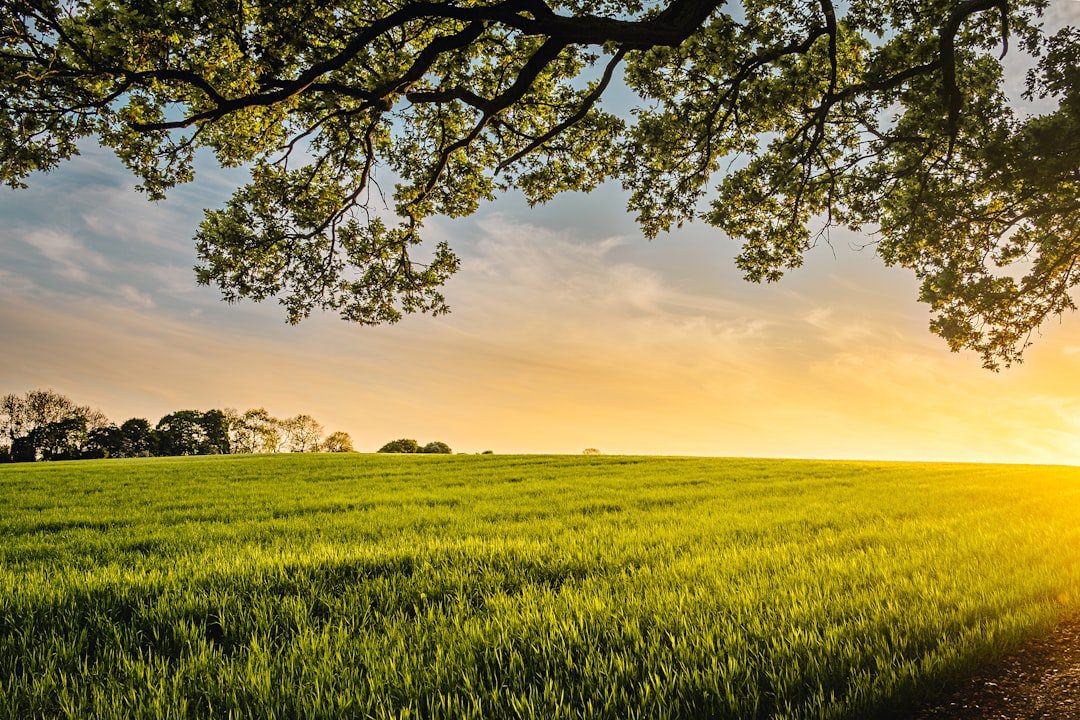 Gitero, Wiyumiririe & Lusoi: A Buyer’s Guide to Nyeri’s Countryside Plots